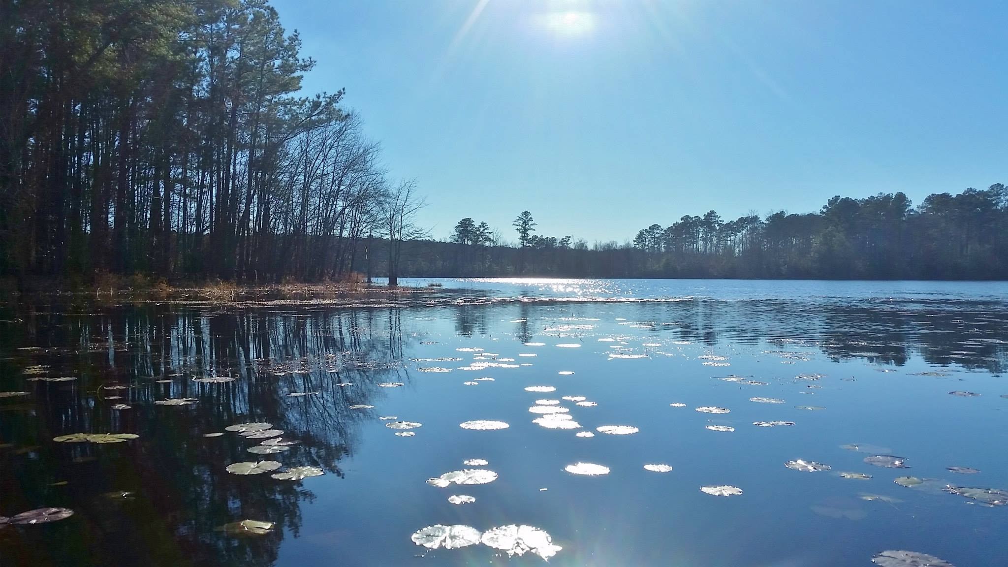 Sunlit lake with pine forest shoreline in the Pat Harrison Waterway District